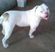 Kong Jr Mountain Bulldog