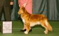 HR AKC/GCH CH NSDTRC/CH Manitou's Catch a Maserati