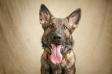 Kohl vom Alabama Police K9