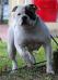 Doozy King Bulldog