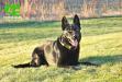 Bear of Moose Brook Shepherds