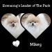  Evensong's Leader Of The Pack