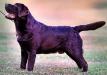 MULTI BISS GCh. Zinfndel's Spanish Oak