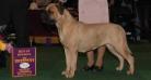 GCH Starrdogs Fay Wray of Silverback