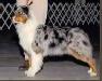 AKC/ASCA CH Stargate's Ancient Heart