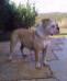 Jessie Mountain Bulldog