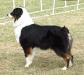 AKC/ASCA CH Sandy Acres the Grand Sophie