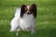 TLN WCup14, EST J CH,  TLNW14, ESTJW14, BALT J CH, EST CH Painted Lady Forussi