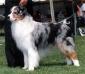 HOF ASCA CH / AKC CH Woodlakes Action News