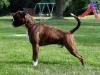 MULTI CH V1 BOB BIS BOS Youth Male Sieger Freddie Athena's Dream