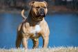 OVB's Mussolini of Roney Boys Bulldogs