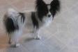 Regaloake's Rocky At Redbrant