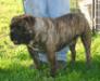  Kings River Bulldogge's Little Bear