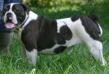  Kings River Bulldogge's Austin