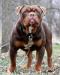  Joyful Acres Mighty Duke