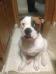 Nordic American Bulldogs Samson