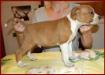 RED BOY szalais dog