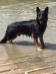 Hachiko von Hoffnung