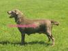  South'n Terr Pups Silver Dancing Dolly