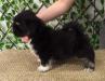 RMoretto Cane Black Beauty