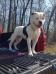 Nordic American Bulldogs Lucy