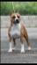 BFG Kennels Phoenix