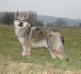 Fenrir P'tits Loups d'Amour