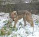 Foalan P'tits Loups d'Amour