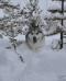  Fauna Crimean Khan