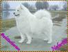 SrbCH, Veteran Clubwinner, Veteran BISS Nefertiti Midnight Benji's of White Siberian