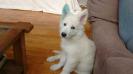 Colt de Alkina