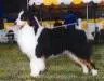 HOF AKC/ASCA CH Starswepts Hiflyin' At Hisaw