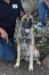 MANALO K9's VIKTOR