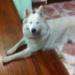 Aquiles de Alkina