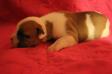 1stPickBullies Jubilee of 1stPickBullies