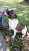 Sevin’s Macie Baby of Billiots Bulldogs