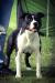 FROM GLADIATORDOGS DARK KNIGHT