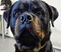 ATOS KING BREED ROTTWEILER