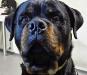  ATOS KING BREED ROTTWEILER