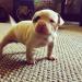 Roney Boy's Bulldogs Chanel West Coast