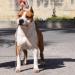  HOLLYWOOD AMSTAFF BABASON