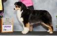 ASCA CH, AKC GCH Montrose BlackBerry Cobbler