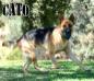 Cato vom Schattenherz