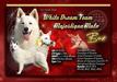 BISS, CIB, GCH, MCH, MVCh, JCH, BOG, JBIS White Dream Team Majestique Malo