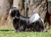 RMoretto Cane Black Sensation