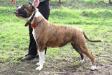 Bulldrow Layma