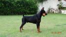 Best (100% European Dobermann) in Ranking of CBRD of 2015 Rudolf (Enzo) di Mônaco