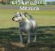  Old Line's Bulls Mitzura