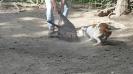 Pedigree American Bulldogs Australia Valkyrie of A.S.