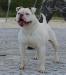 Bomberbulls Daisy